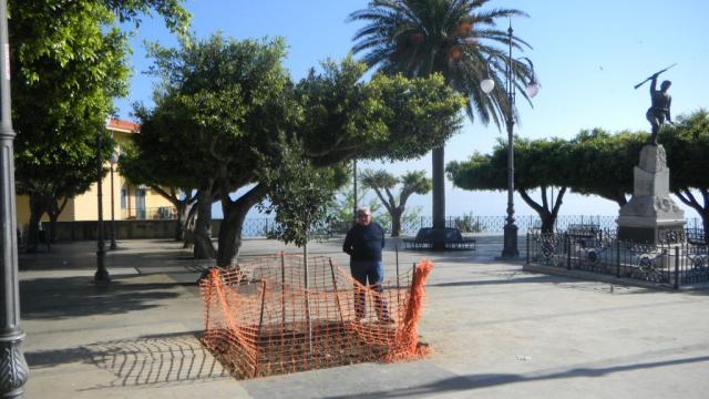 ALBERO NUOVO (1).JPG