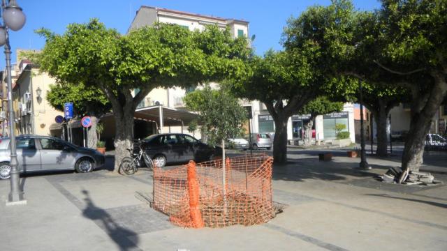 ALBERO NUOVO (4).JPG