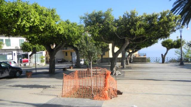 ALBERO NUOVO (5).JPG