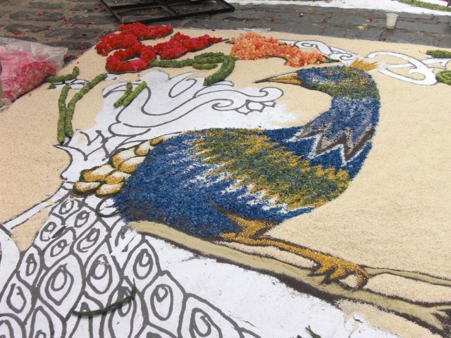 foto di pino (13).JPG