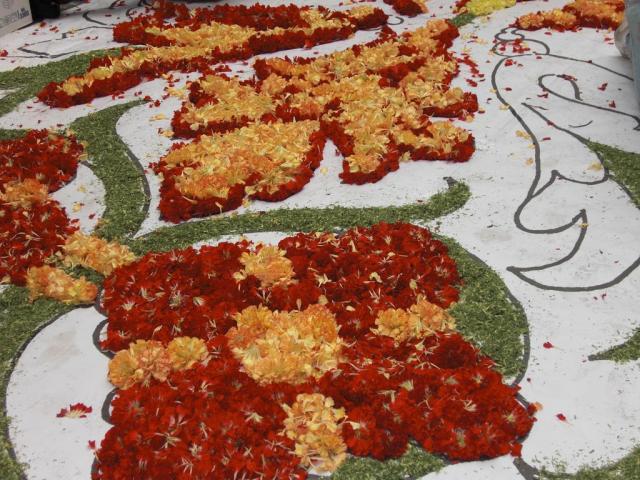 foto di pino (14).JPG