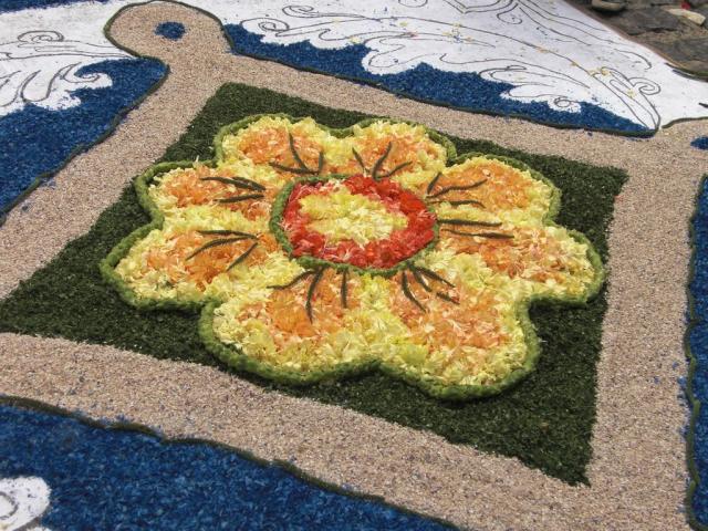 foto di pino (16).JPG