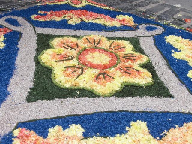 foto di pino (18).JPG