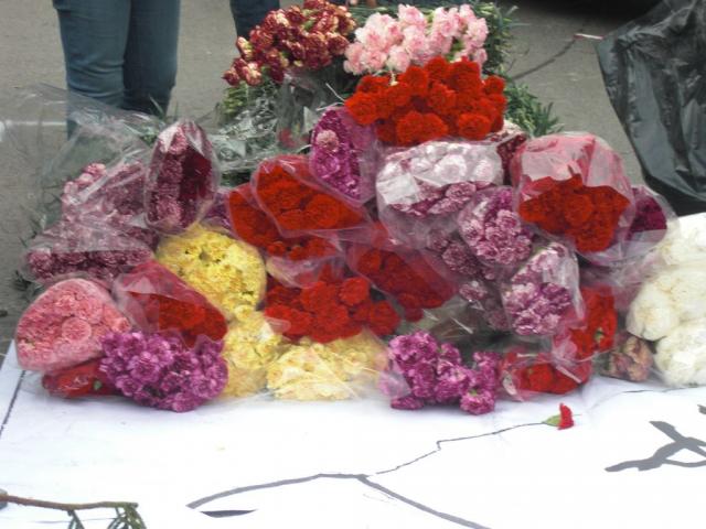 foto di pino (48).JPG