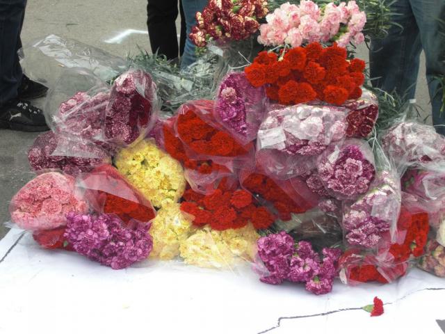 foto di pino (50).JPG