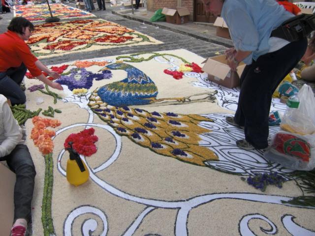 foto di pino (59).JPG