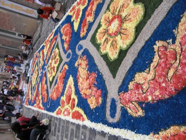 foto di pino (67).JPG