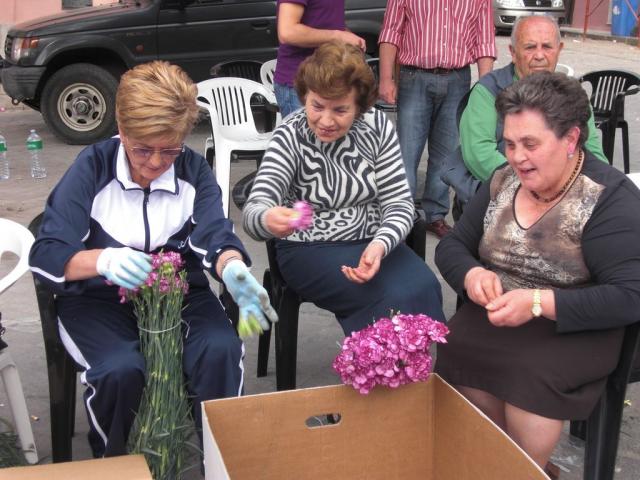 foto di pino (99).JPG