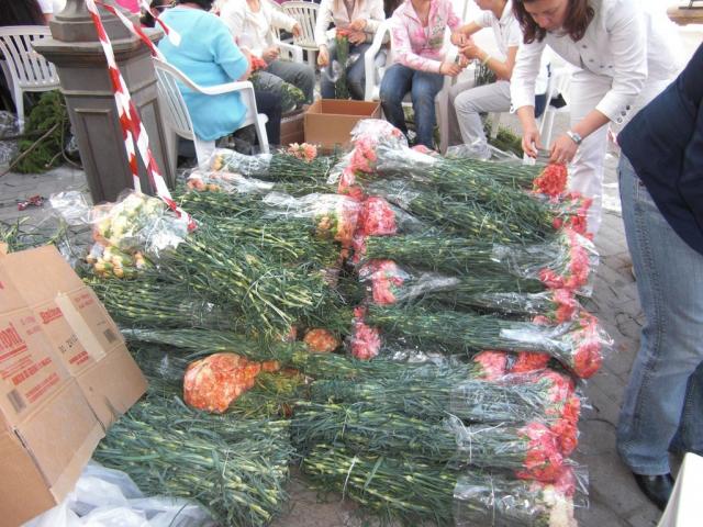 foto di pino (52).JPG