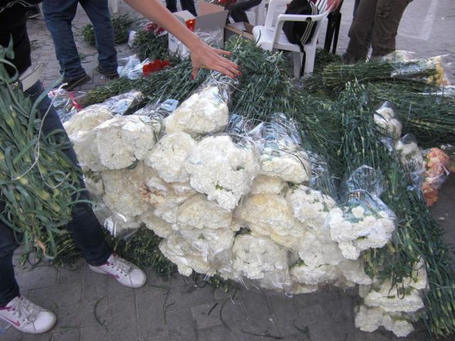 foto di pino (55).JPG