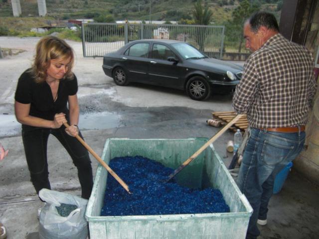 foto di pino (13).JPG