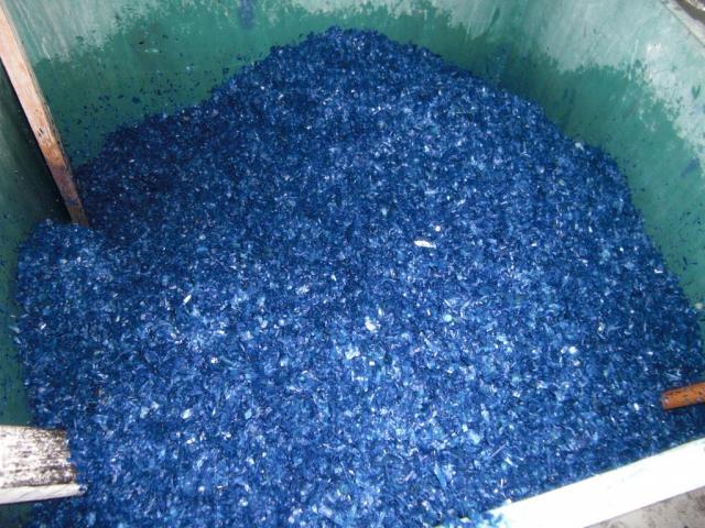 foto di pino (20).JPG