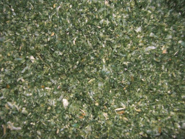 foto di pino (22).JPG