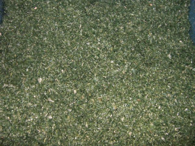 foto di pino (23).JPG