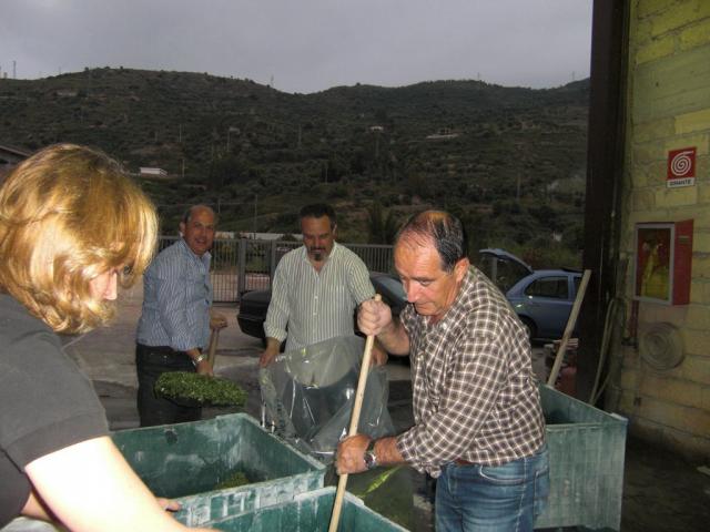 foto di pino (29).JPG