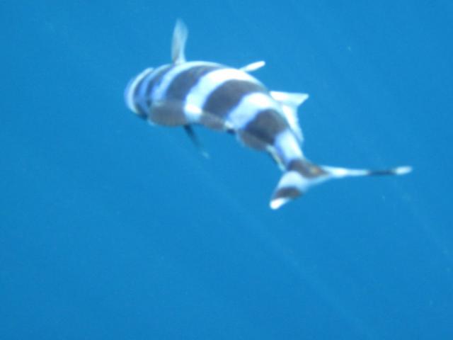 marina di tusa (10).JPG