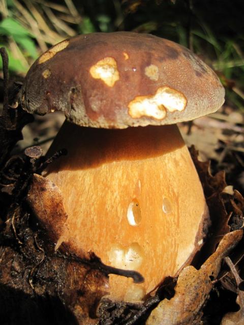 marina di tusa (8).JPG