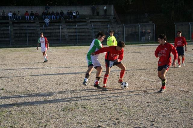 CARONIA - PARNASSIUS (247).jpg