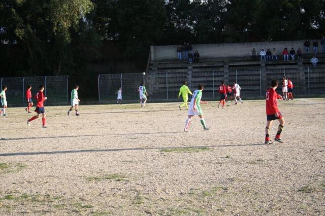 CARONIA - PARNASSIUS (279).jpg