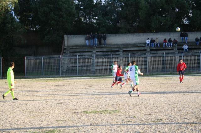 CARONIA - PARNASSIUS (328).jpg